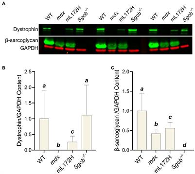 Contraction-Induced Loss of Plasmalemmal Electrophysiological Function Is Dependent on the Dystrophin Glycoprotein Complex